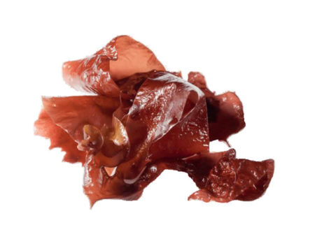 Algas rojas frescas a granel ( Kg ): Fideo de mar (Nemalion helminthoides)