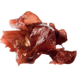 Algas rojas frescas a granel ( Kg ): Dilsea carnosa